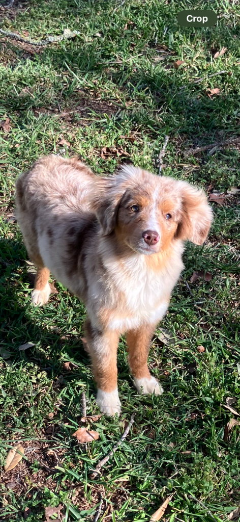 Rebel Reserve's Magnolia Mae