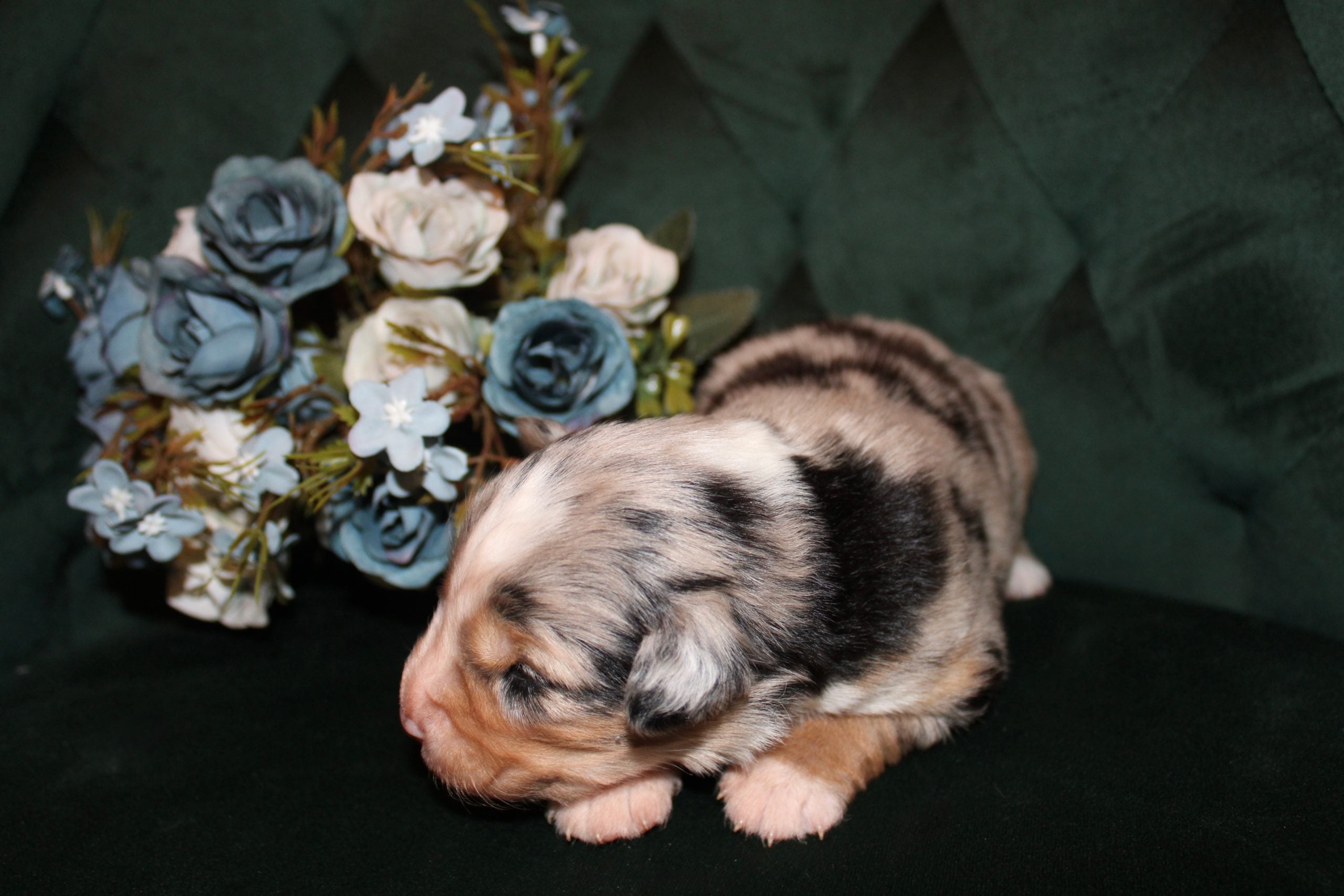puppies from foley dachshunds available for sale