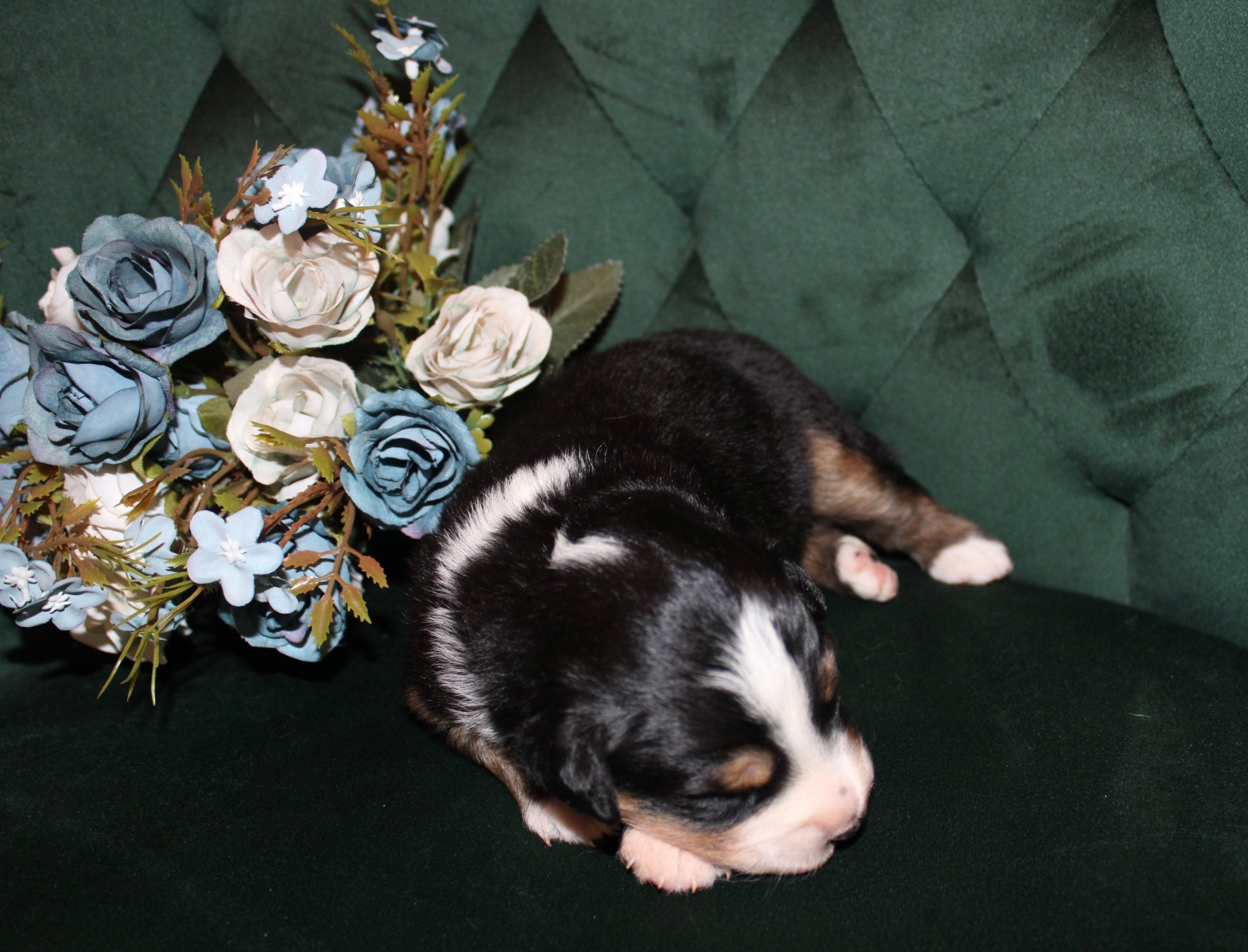 puppies from foley dachshunds available for sale