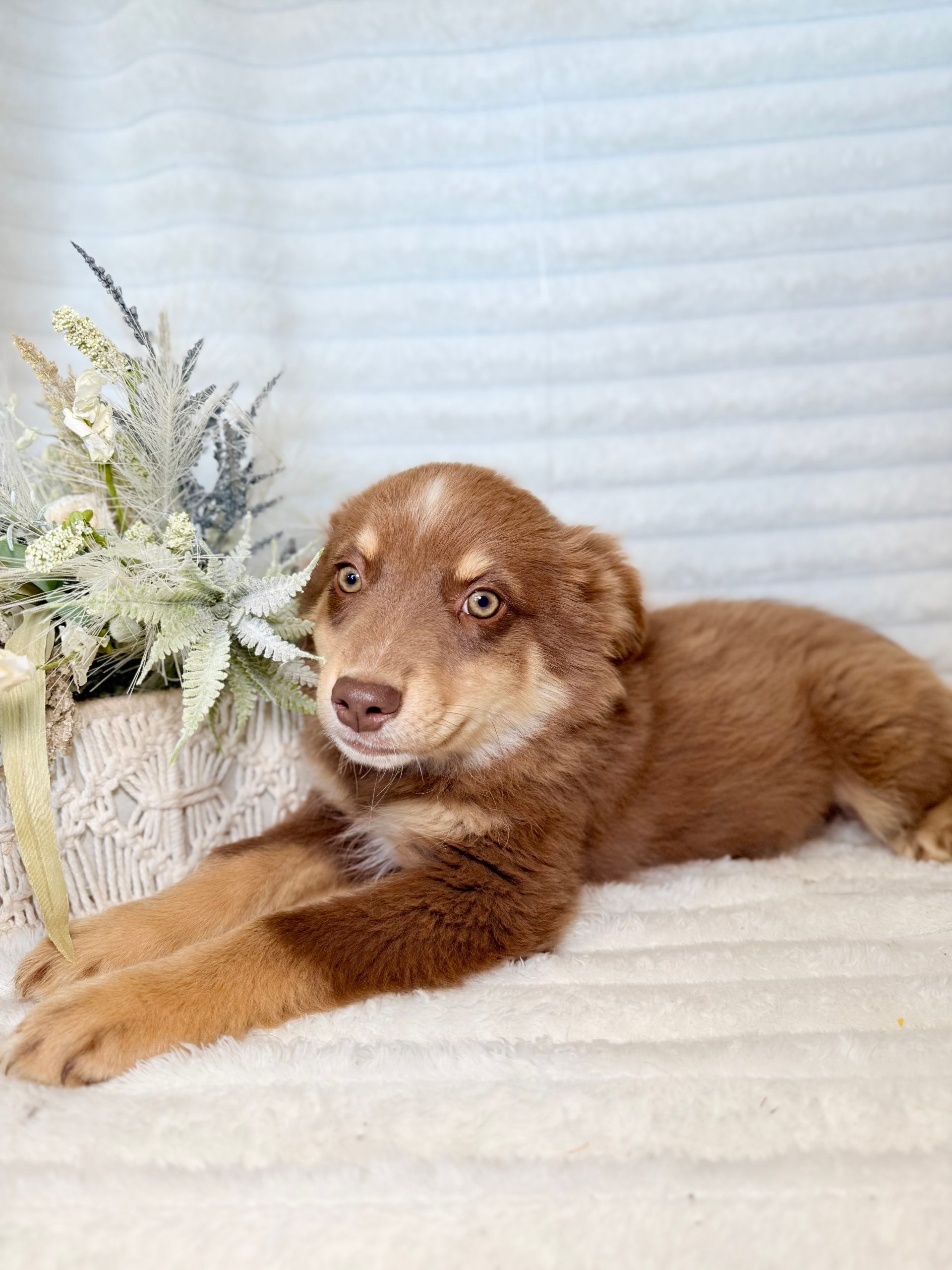 puppies from foley dachshunds available for sale