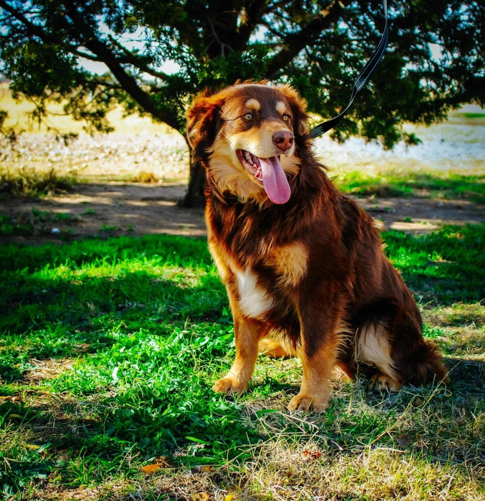 Blessed Barnyard's Double Shot of Whiskey