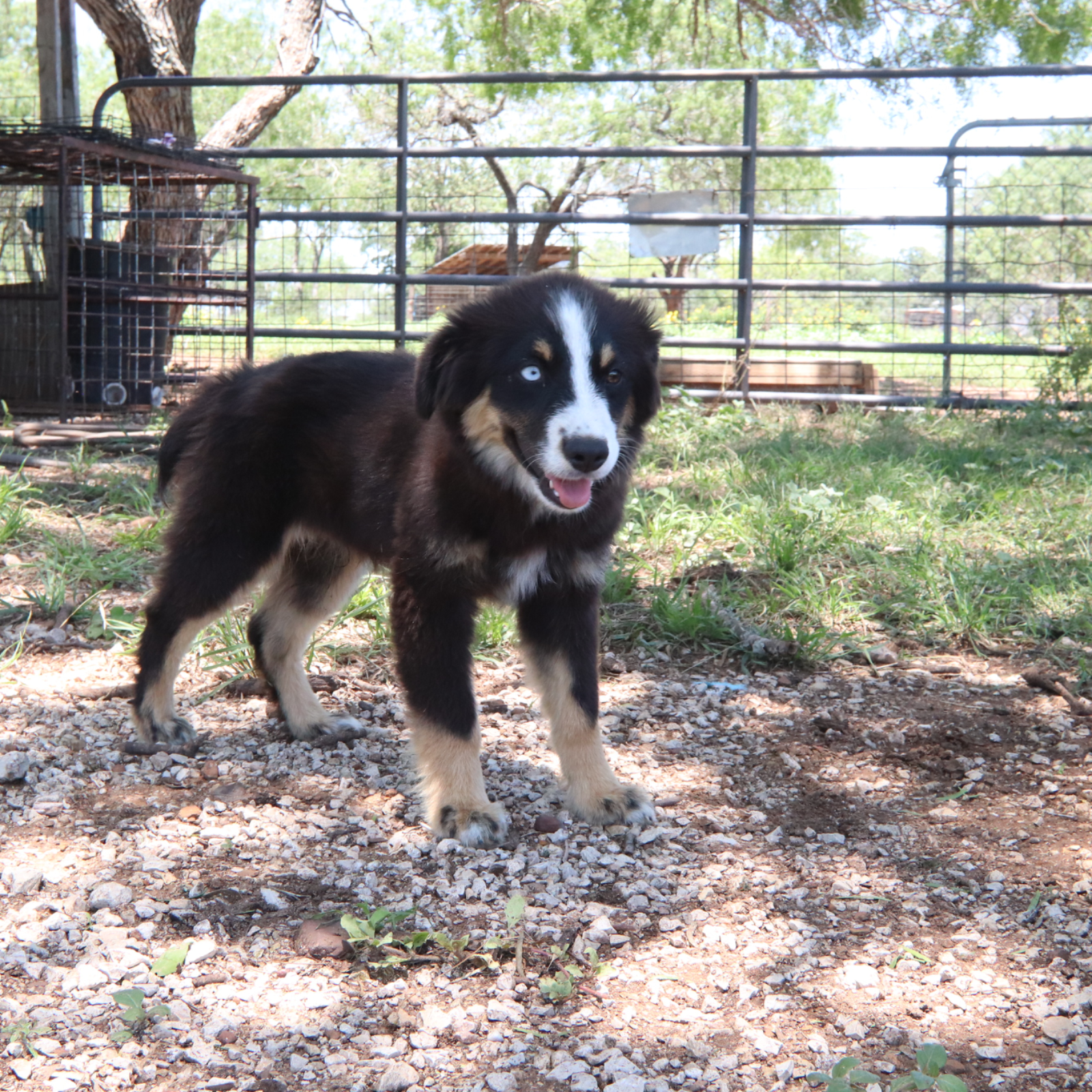puppies from foley dachshunds available for sale