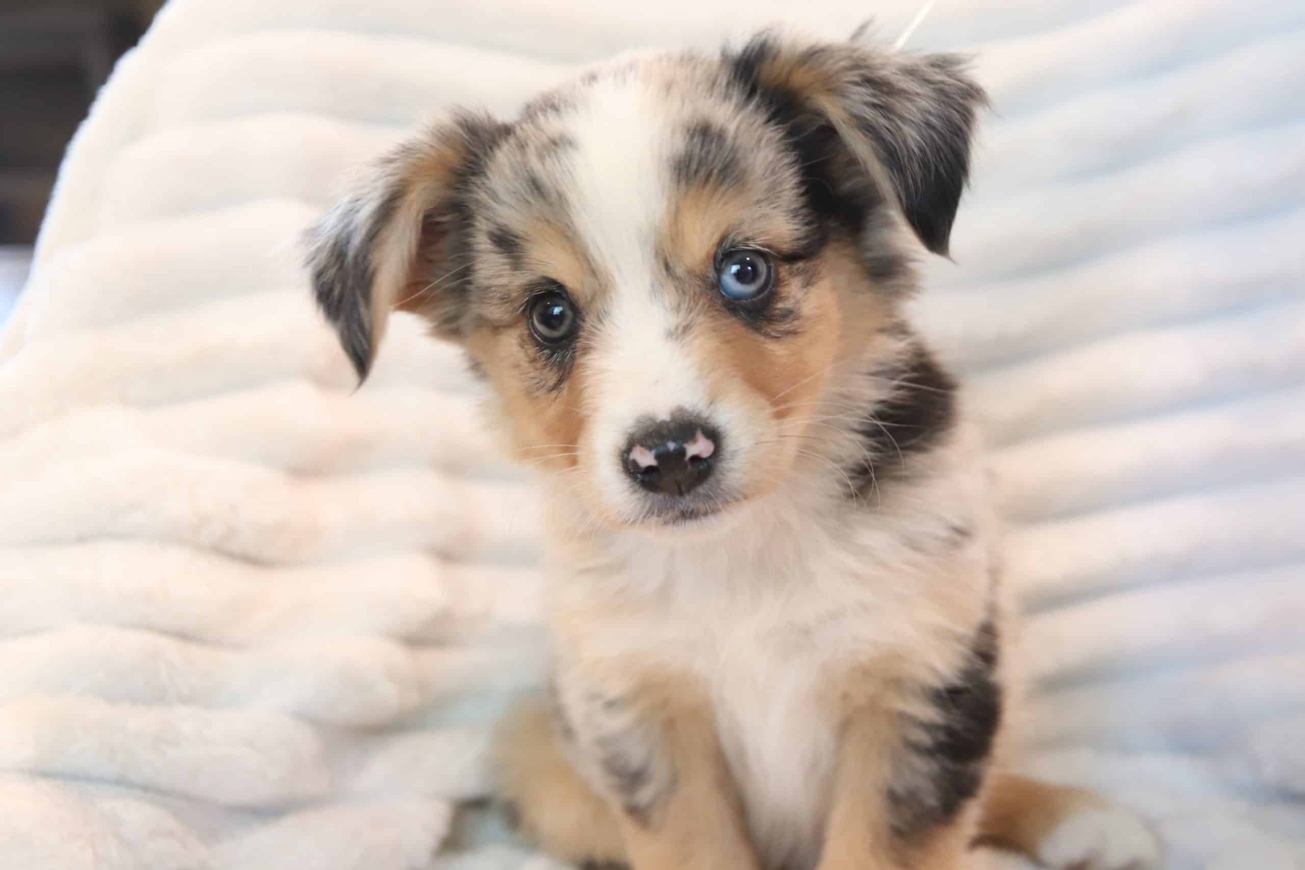puppies from foley dachshunds available for sale
