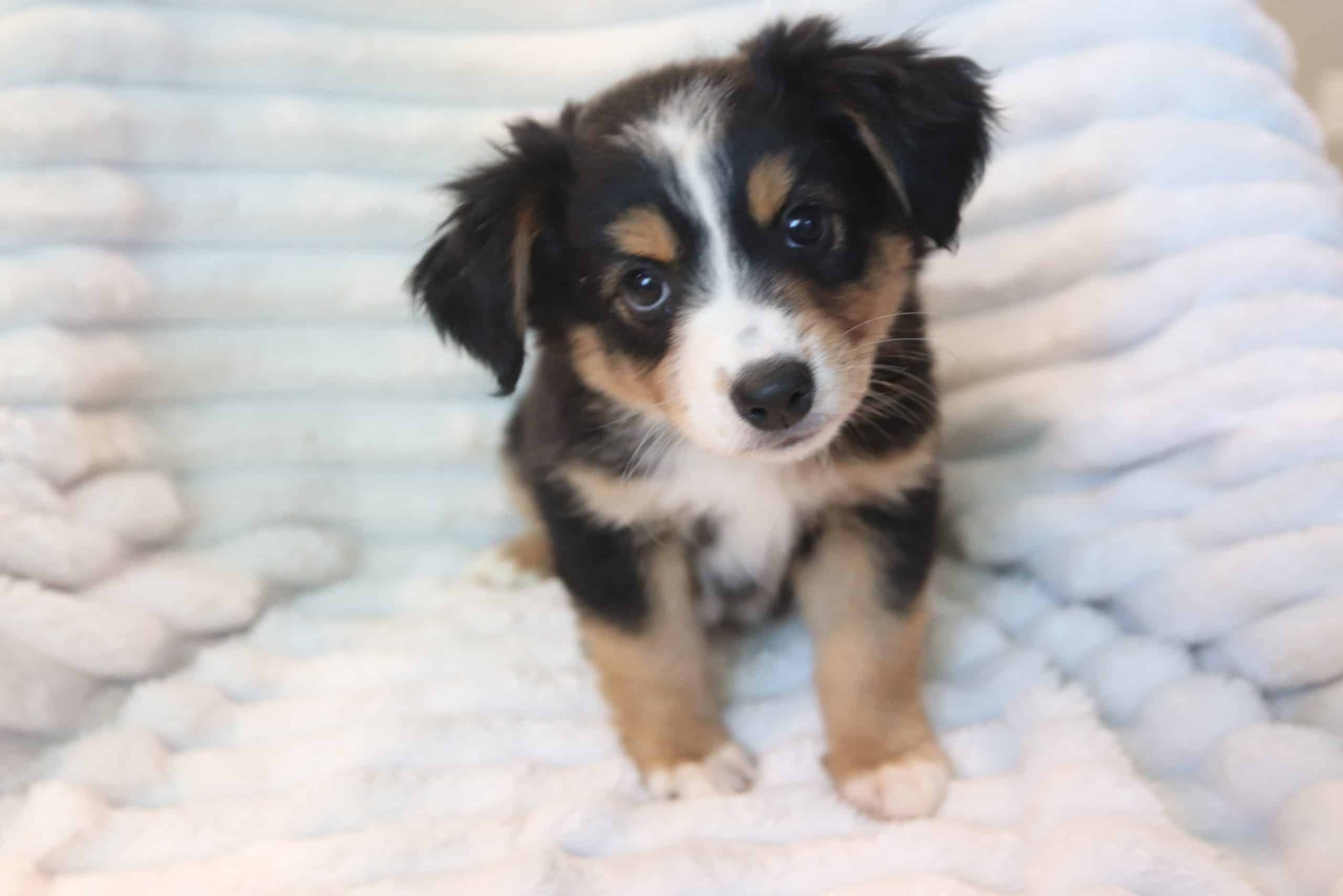 puppies from foley dachshunds available for sale