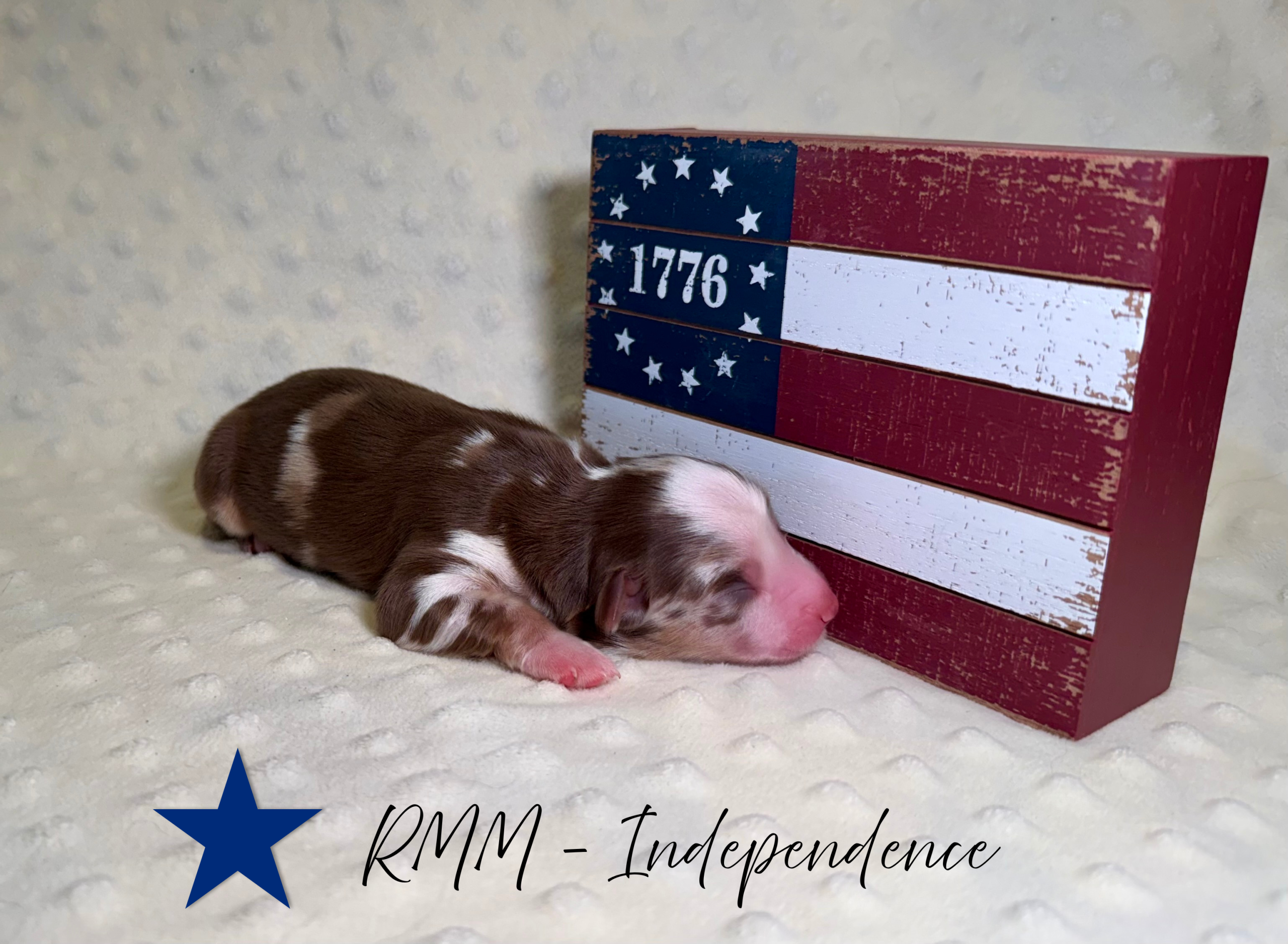 puppies from foley dachshunds available for sale
