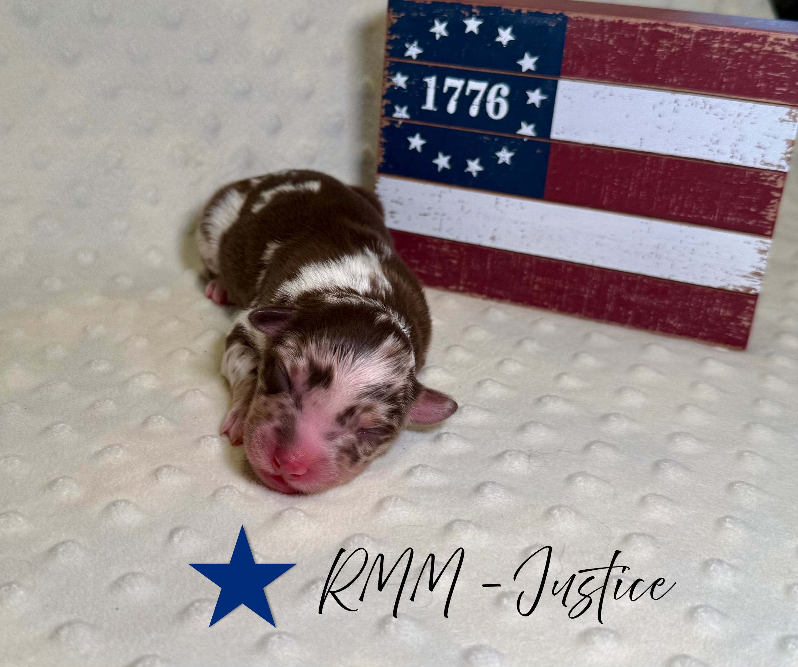 puppies from foley dachshunds available for sale