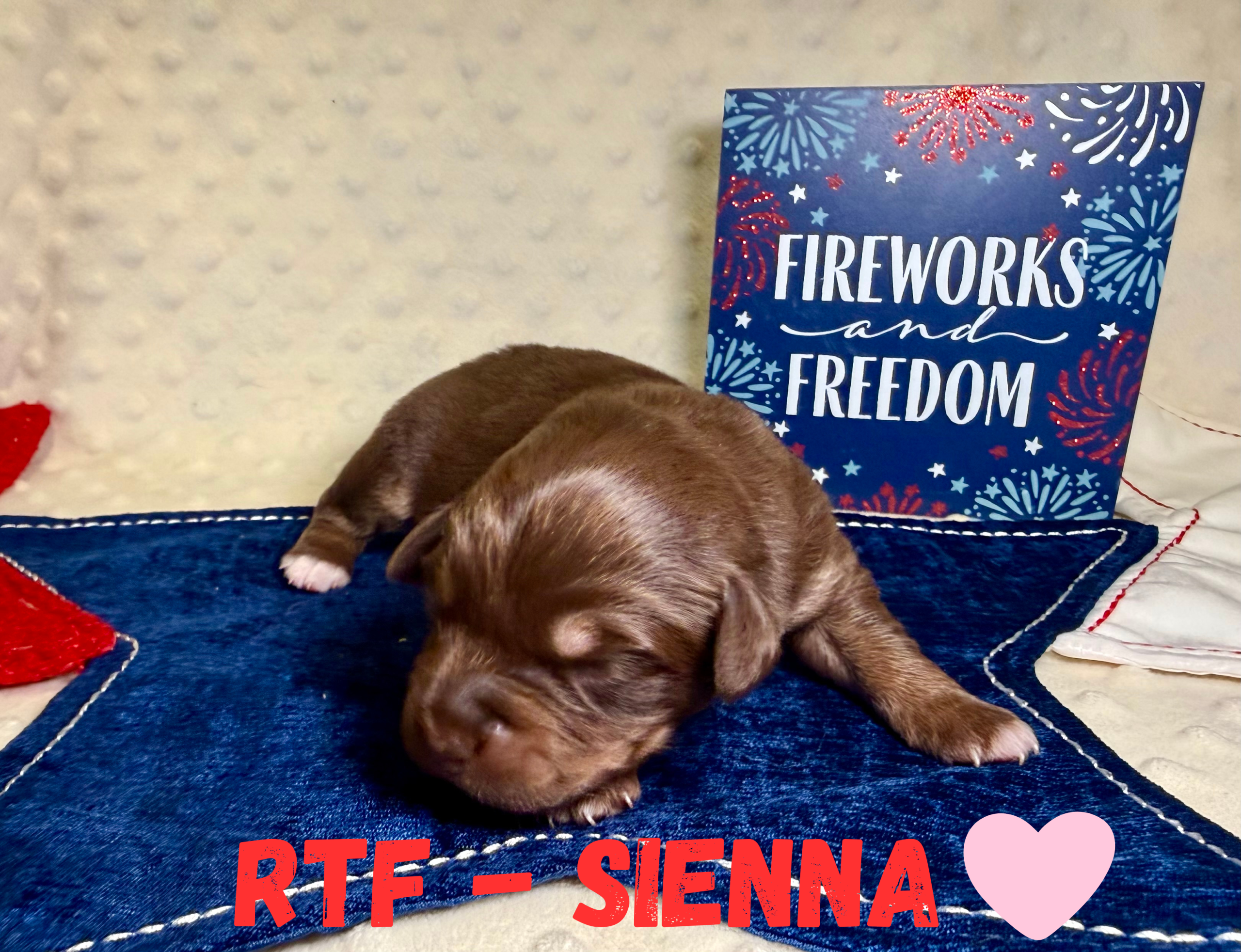 puppies from foley dachshunds available for sale