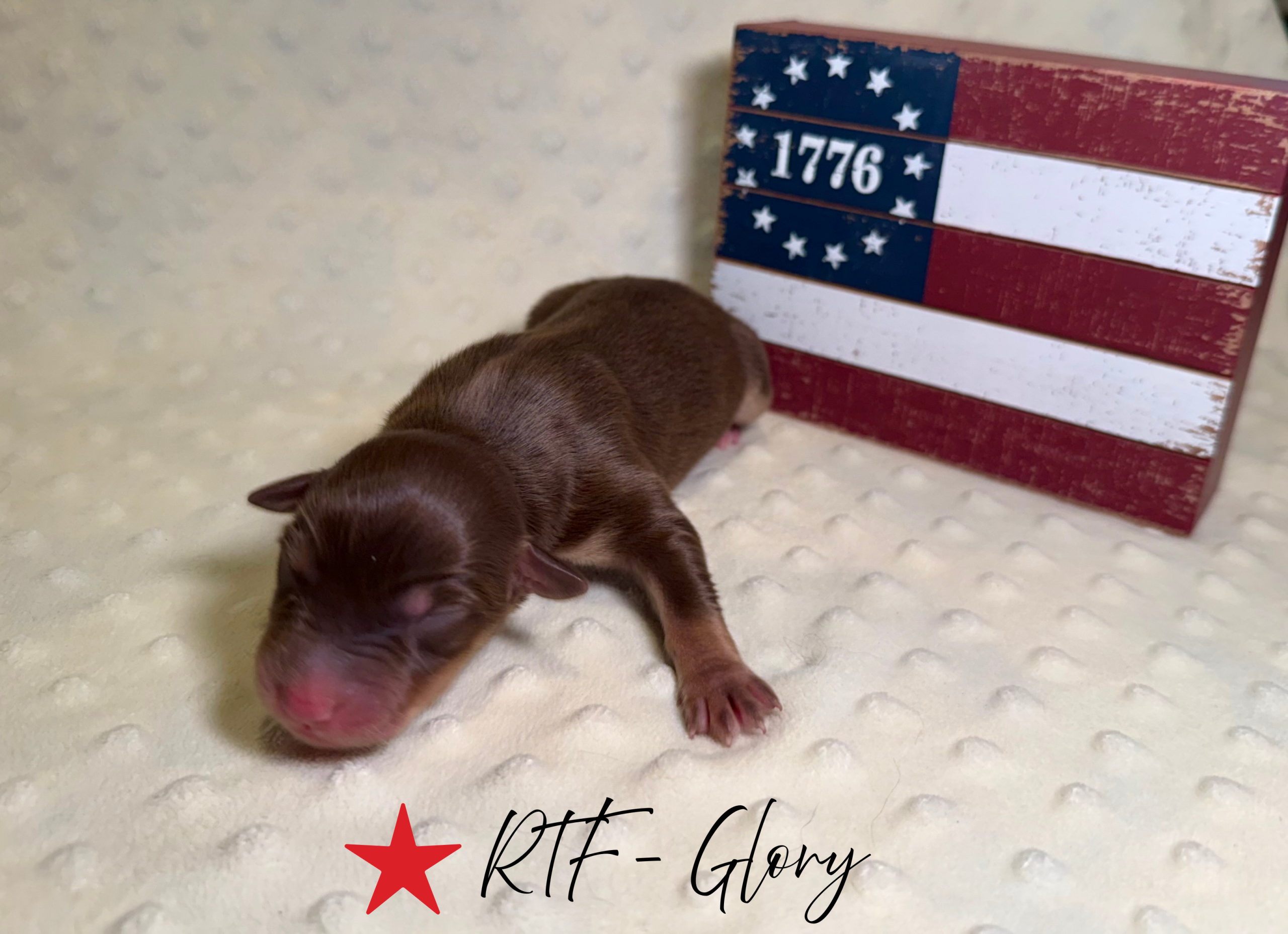 puppies from foley dachshunds available for sale