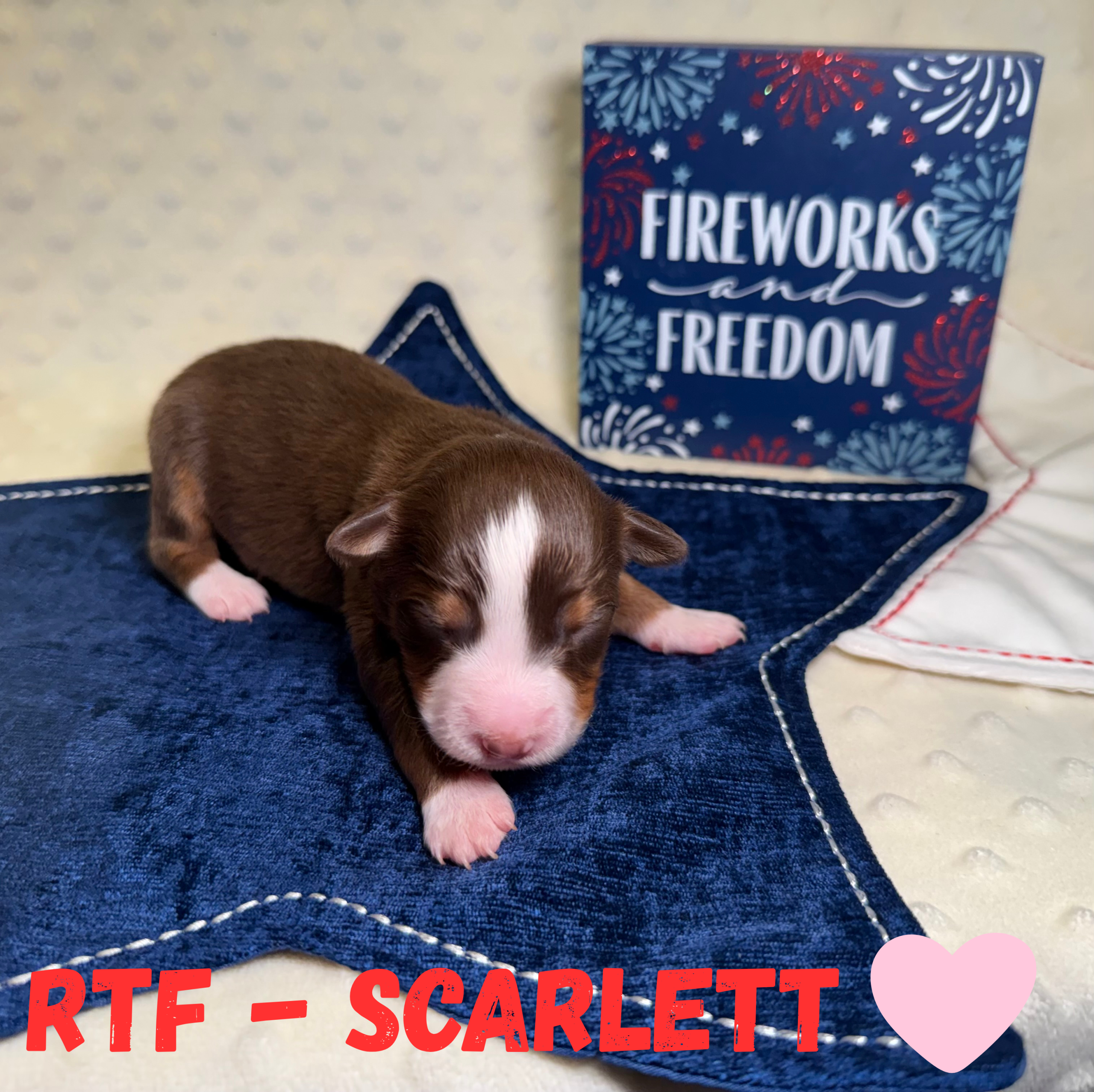 puppies from foley dachshunds available for sale