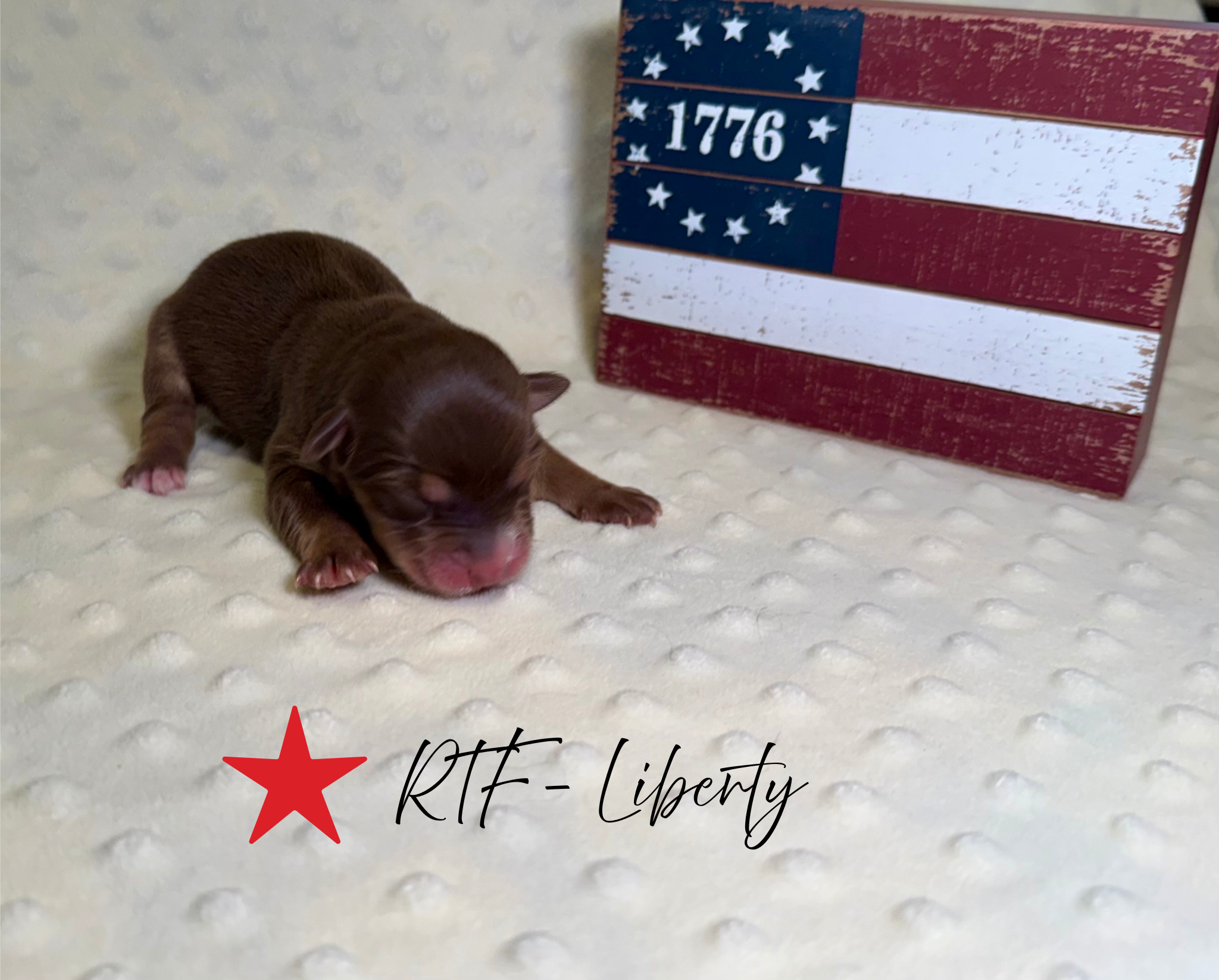 puppies from foley dachshunds available for sale